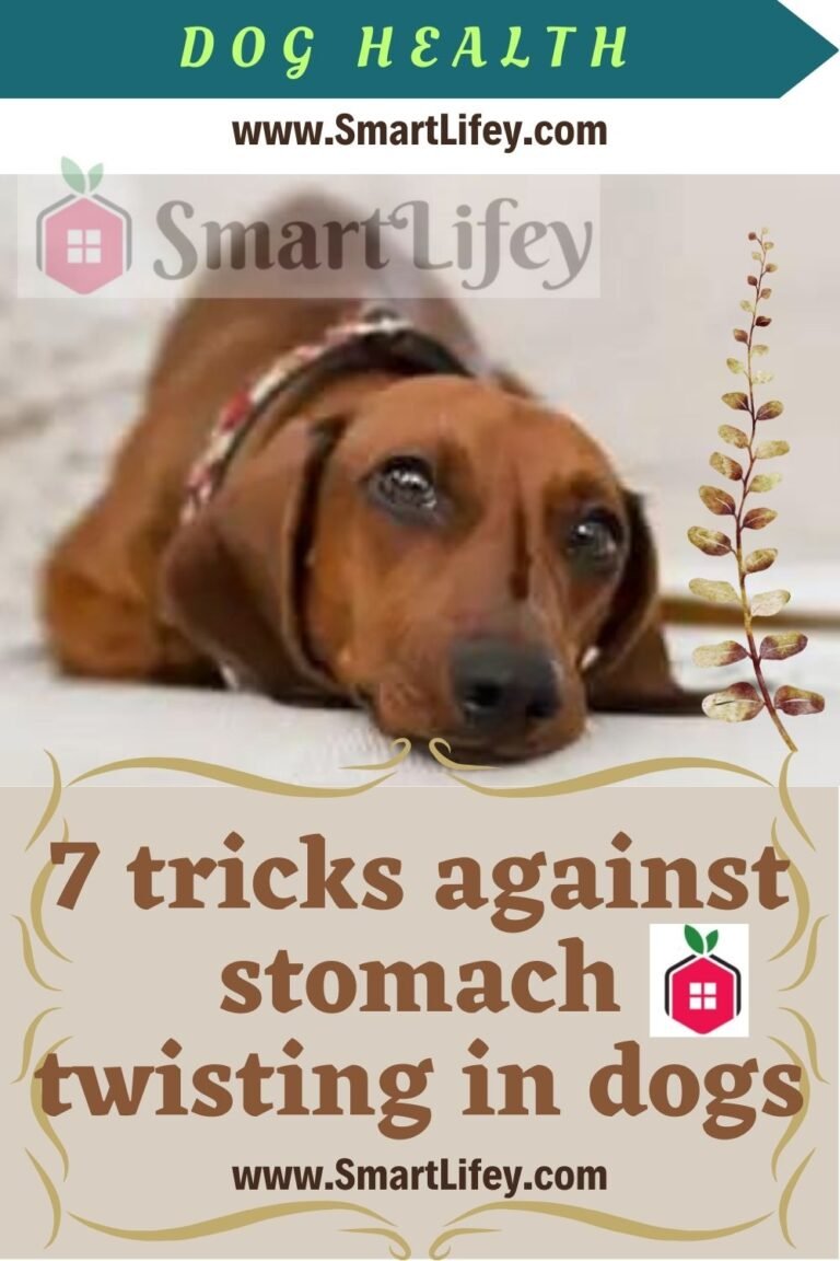 7 tricks against stomach twisting in dogs