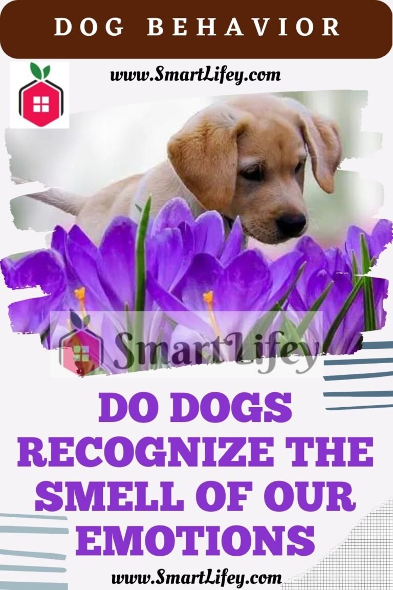 Do Dogs recognize the smell of our emotions