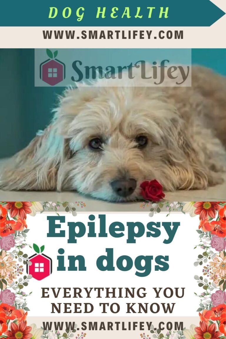 Epilepsy in dogs everything you need to know