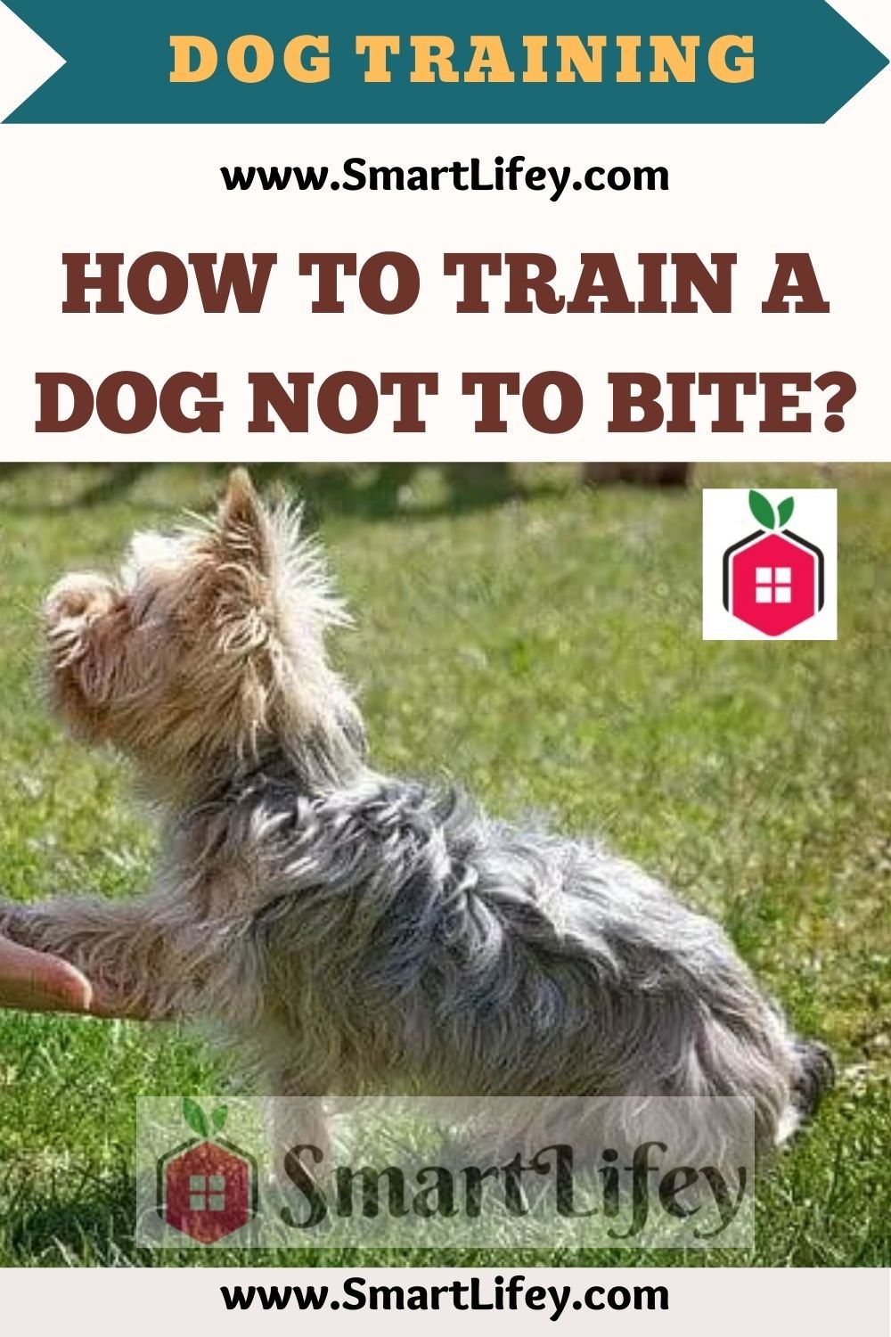 How to train a dog not to bite?