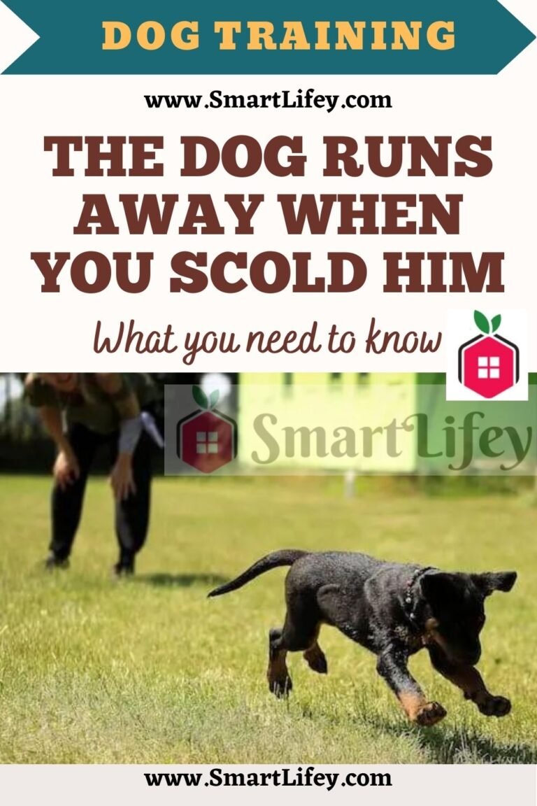 The dog runs away when you scold him what you need to know