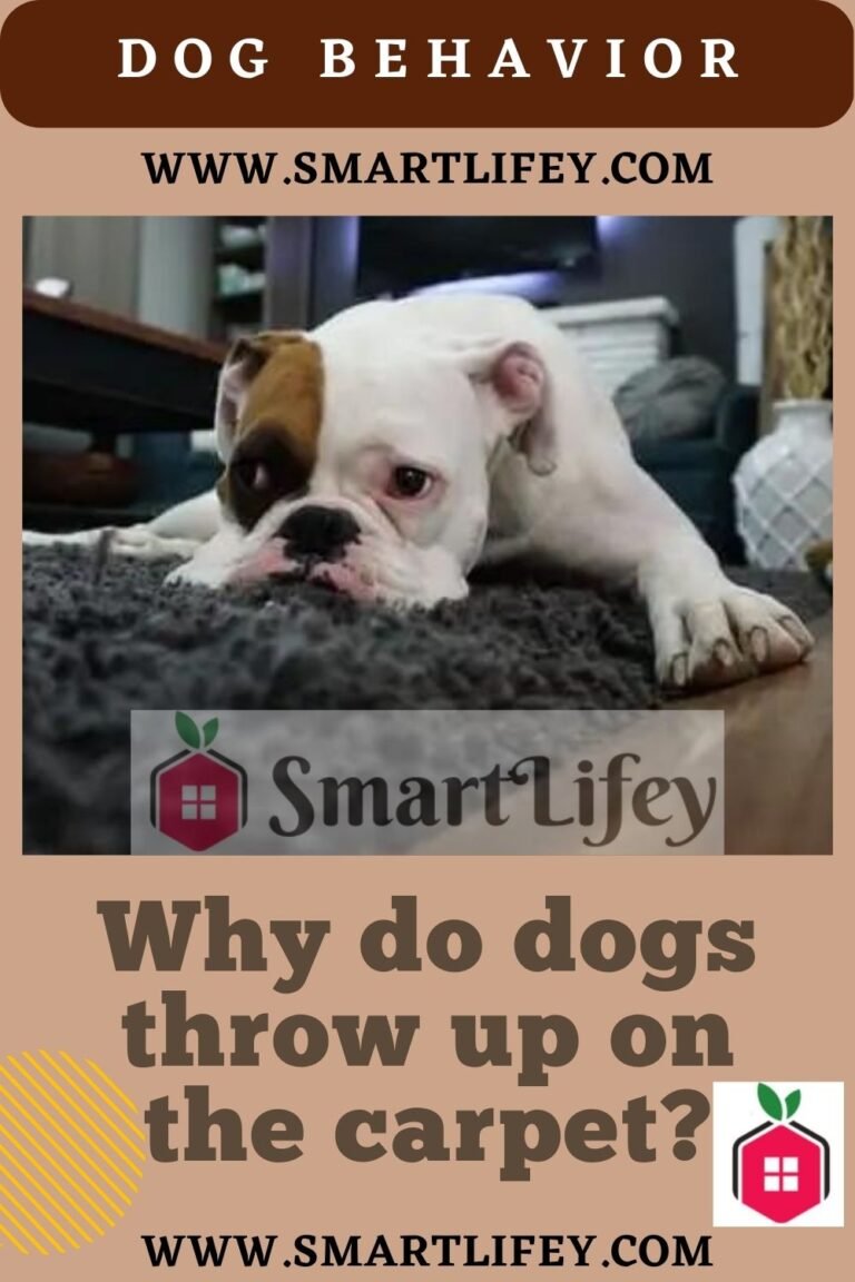 Why do dogs throw up on the carpet?