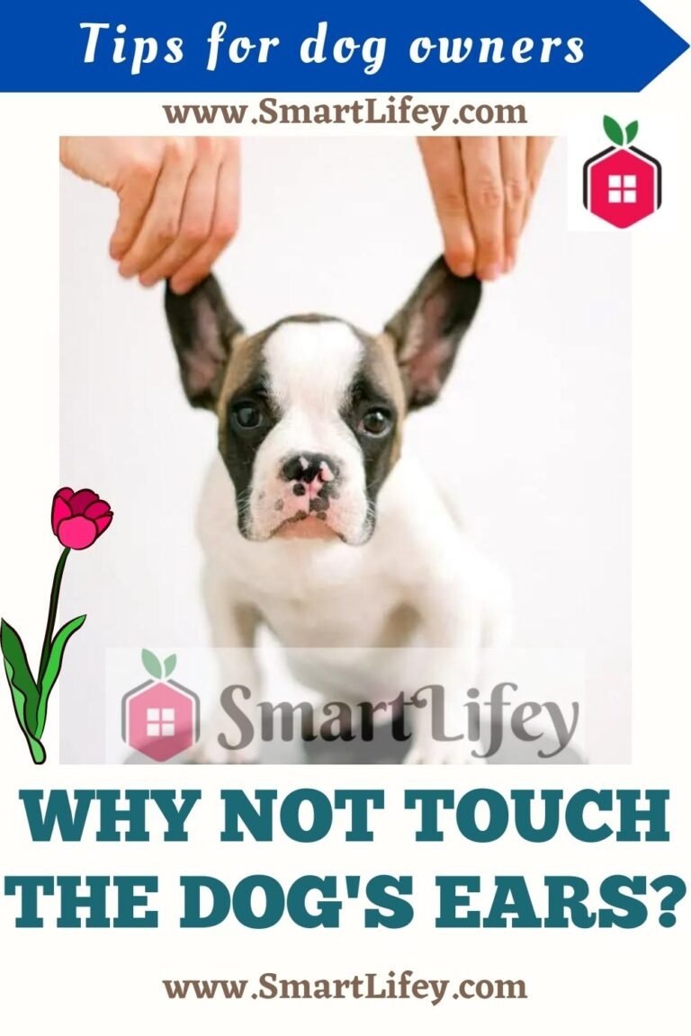 Why not touch the dog's ears?